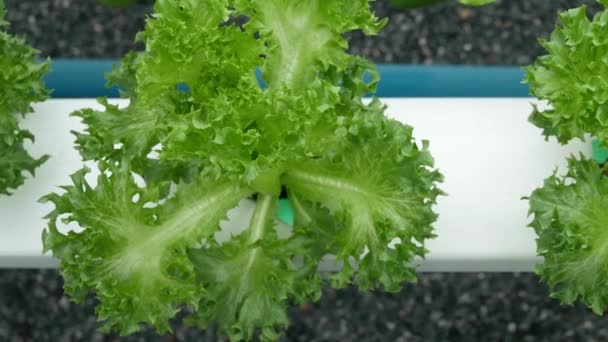 Orgánica Vegetales Growing Diet Estilos Alimentos — Vídeo de stock