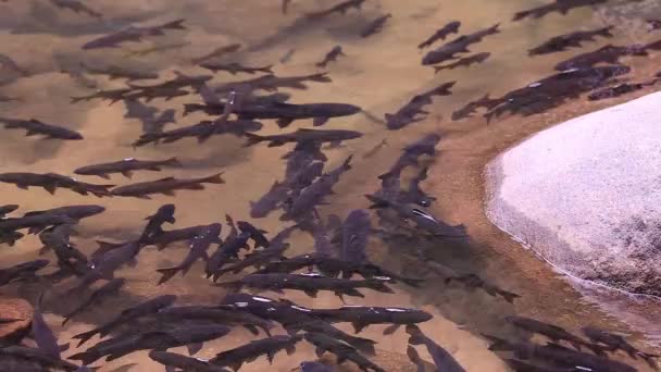 ปลาว ายน าในน าตก Namtok Phlio ในอ ทยานแห งชาต งหว — วีดีโอสต็อก