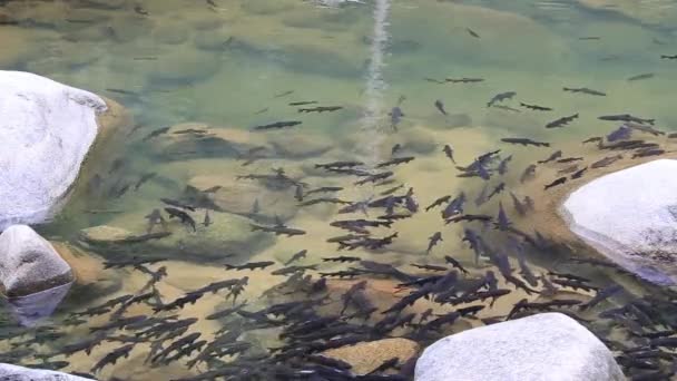 Peixes Nadando Cachoeira Namtok Phlio Parque Nacional Província Chanthaburi Tailândia — Vídeo de Stock