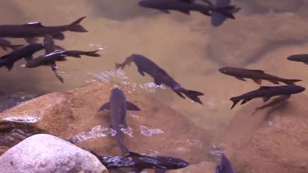 Şelale Milli Park Chanthaburi Eyaleti Tayland Namtok Phlio Yüzme Balık — Stok video
