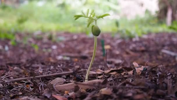 Plantgoed Tamarinde Boom Schudden Met Wind Achtergrond Van Natuur — Stockvideo