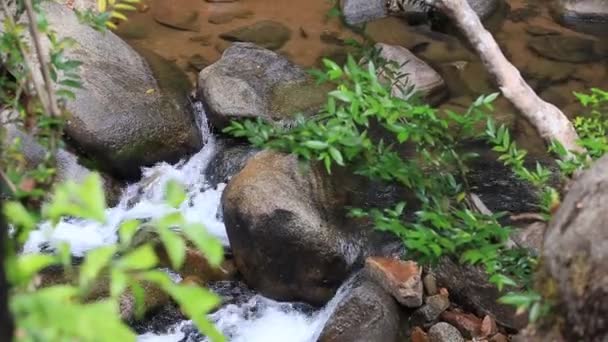 Daling Van Regen Vissen Natuur Waterval Ten Noorden Van Thailand — Stockvideo