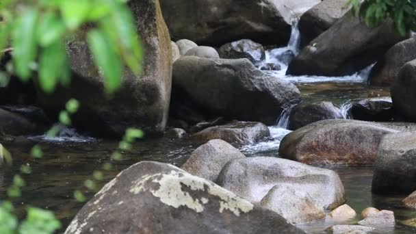 Βροχή Drop Και Ψάρι Στη Φύση Καταρράκτη Βόρεια Ταϊλάνδη — Αρχείο Βίντεο