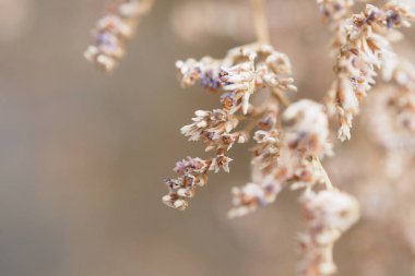 Kuru çiçek kadar kapatın