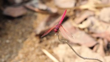 Yusufçuk Nehri yakınında şubesine olduğunu.