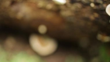 Reishi mantar Ganoderma Lucidium doğal olarak ölü şelale olan ölü woods ortaya çıkar.