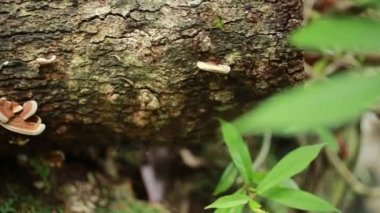 Reishi mantar Ganoderma Lucidium doğal olarak ölü şelale olan ölü woods ortaya çıkar.