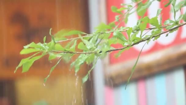 雨の中を木の枝にヒットします 自然背景をぼかし — ストック動画