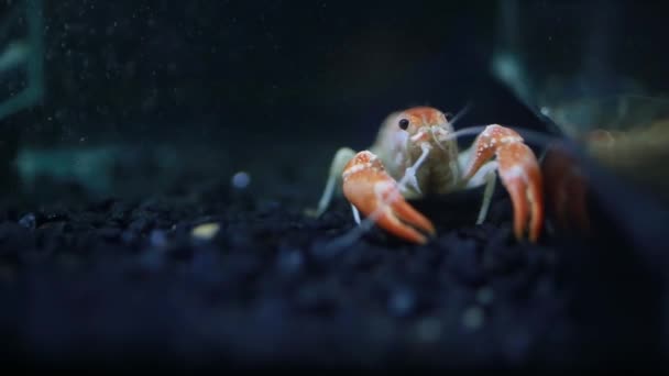 Gros Plan Des Écrevisses Dans Aquarium — Video