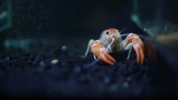 Close Lagostim Tanque Peixes — Vídeo de Stock