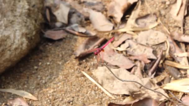 Yusufçuk Nehri Yakınında Şubesine Olduğunu — Stok video