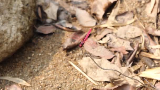 Dragonfly Binnen Het Bijkantoor Actief Buurt Van Rivier — Stockvideo