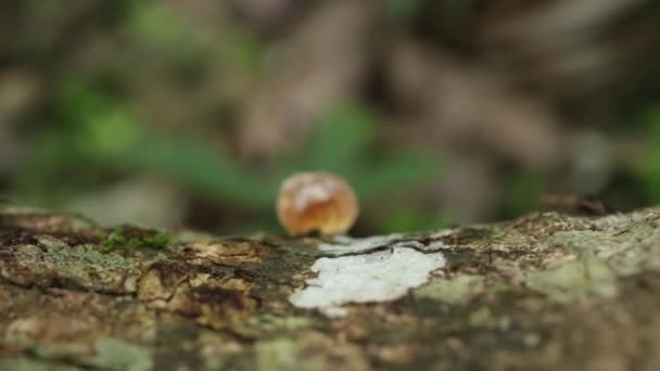 灵芝蘑菇 灵芝发生在死树林 自然死在瀑布附近 — 图库视频影像