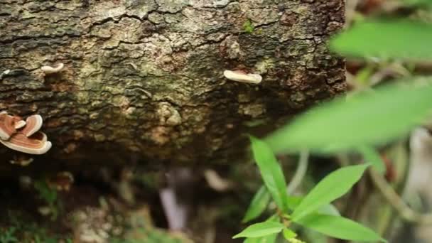 Hongo Lingzhi Ganoderma Lucidum Produce Bosques Muertos Que Están Naturalmente — Vídeos de Stock