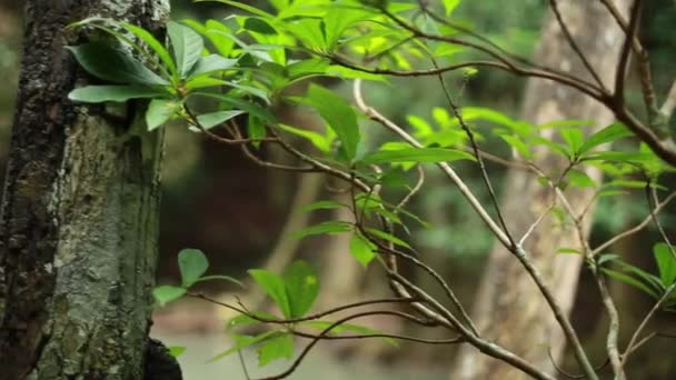 Lingzhi Mushroom Ganoderma Lucidum Occurs Dead Woods Naturally Dead Waterfall — Stock Video