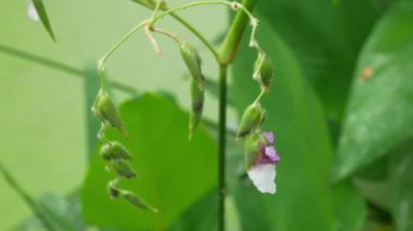Çim kanalı yakınındaki. Çimenli çim rüzgarlar aracılığıyla Rüzgar.