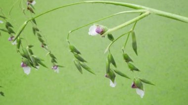 Çim kanalı yakınındaki. Çimenli çim rüzgarlar aracılığıyla Rüzgar.