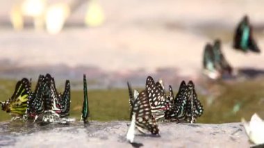 Uçan ve doğada yemek kelebek, 