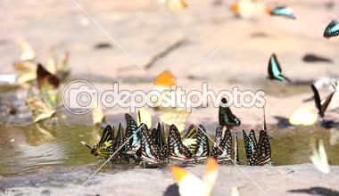 Uçan ve doğada yemek kelebek