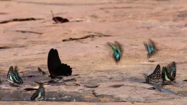 Uçan ve doğada yemek kelebek