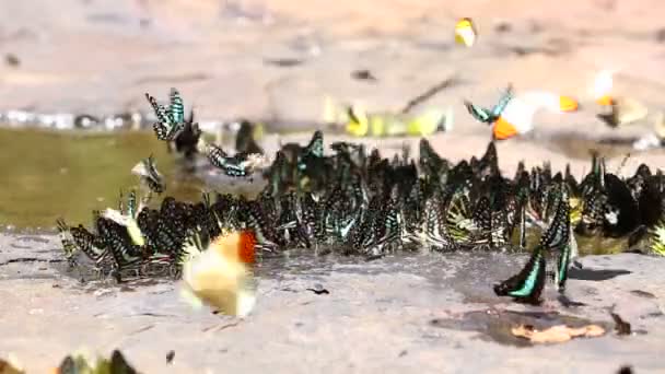 Mariposa Volando Comiendo Naturaleza — Vídeo de stock