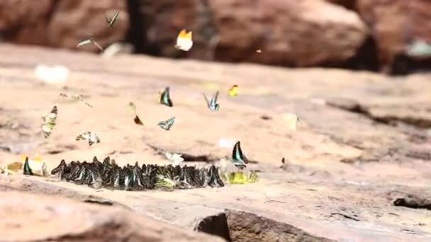 Mariposa Volando Comiendo Naturaleza — Vídeo de stock