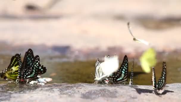Butterfly Flying Eating Nature — Stock Video