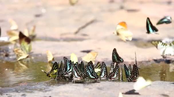 Бабочка Летает Ест Природе — стоковое видео