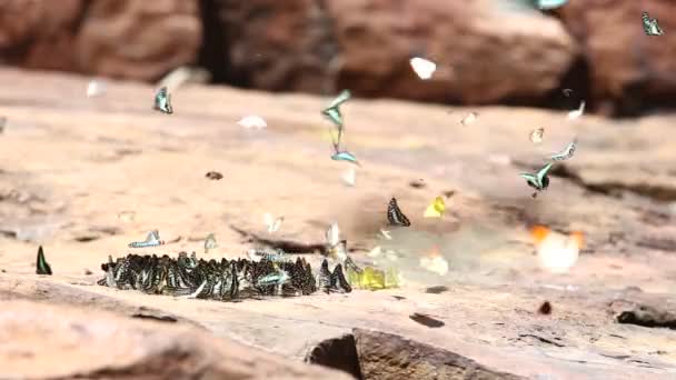 Prachtige Vlinder Steen Natuur Eten — Stockvideo