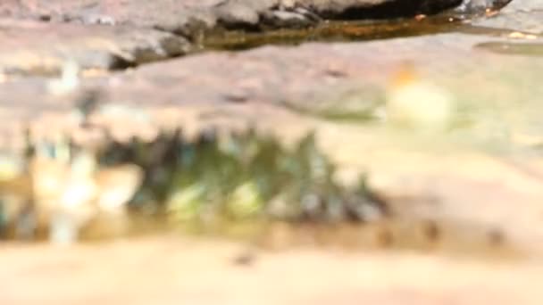 Mariposa Volando Comiendo Naturaleza — Vídeos de Stock