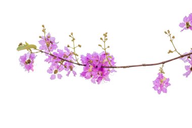 Beyaz arkaplanda izole edilmiş pembe çiçek