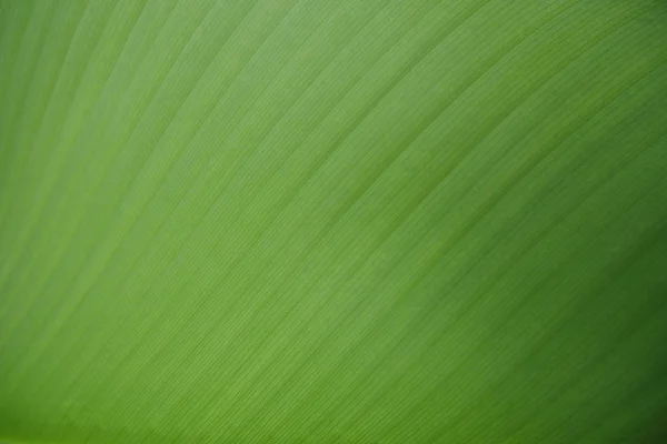 Bananenblatt Textur Hintergrund — Stockfoto