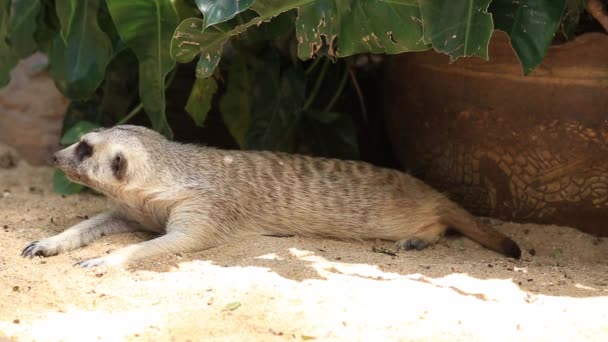 Close Meerkats Sleeping Zoo — Stock Video