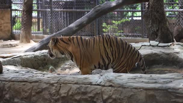 動物園の虎 動物園の動物 — ストック動画