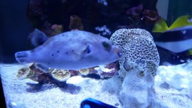 Güzel balık içinde belgili tanımlık akvaryum dekorasyon su üzerinde arka plan bitki. Renkli balık balık tank.