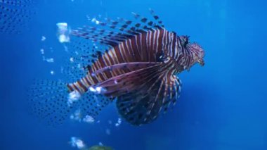 Güzel balık içinde belgili tanımlık akvaryum dekorasyon su üzerinde arka plan bitki. Renkli balık balık tank.