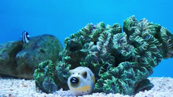 Beau Poisson Dans Aquarium Sur Décoration Des Plantes Aquatiques Fond — Video