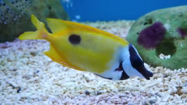 Mooie Vissen Het Aquarium Aan Decoratie Van Aquatische Planten Achtergrond — Stockvideo