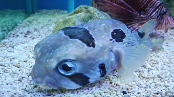 Beau Poisson Dans Aquarium Sur Décoration Des Plantes Aquatiques Fond — Video