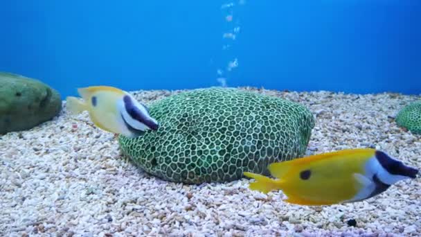 美丽的鱼在水族箱上装饰水生植物的背景 鱼缸里的五彩鱼 — 图库视频影像