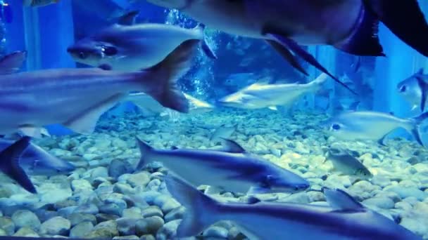 Bei Pesci Nell Acquario Decorazione Sfondo Piante Acquatico Pesce Colorato — Video Stock