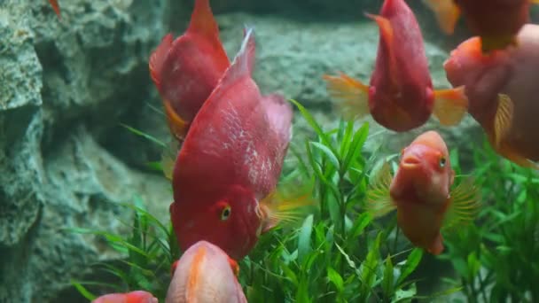 Szép Halak Akváriumban Dekoráció Vízi Növények Háttér Színes Halak Akváriumban — Stock videók