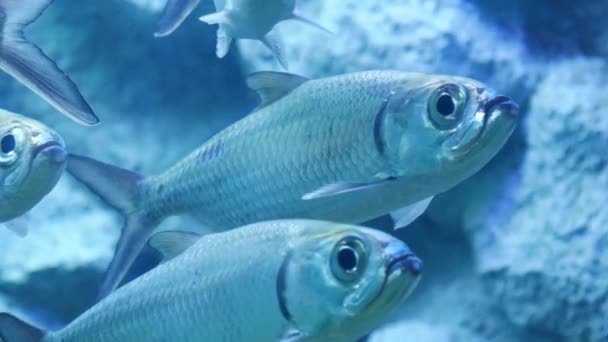 Hermosos Peces Acuario Decoración Fondo Plantas Acuáticas Pez Colorido Pecera — Vídeo de stock