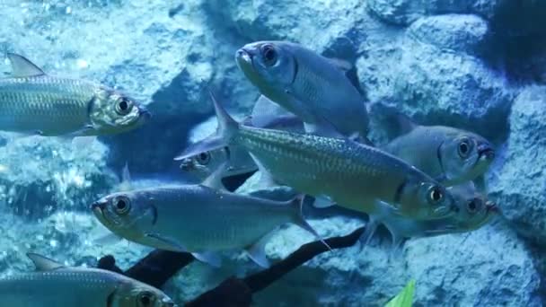 Güzel Balık Içinde Belgili Tanımlık Akvaryum Dekorasyon Üzerinde Arka Plan — Stok video