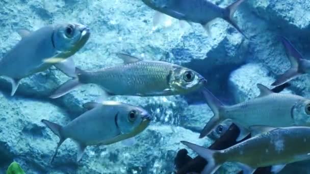 Bei Pesci Nell Acquario Decorazione Sfondo Piante Acquatico Pesce Colorato — Video Stock