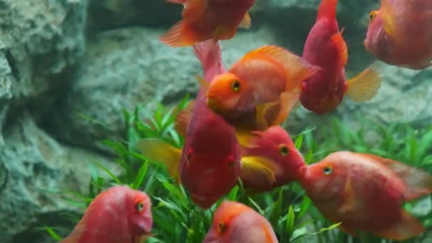 Hermosos Peces Acuario Decoración Fondo Plantas Acuáticas Pez Colorido Pecera — Vídeo de stock