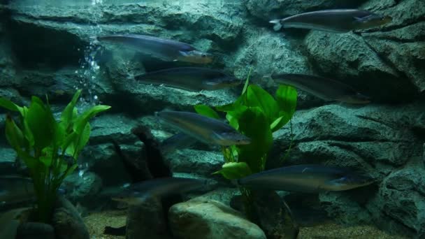Ikan Yang Indah Akuarium Pada Dekorasi Latar Belakang Tanaman Air — Stok Video