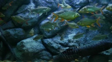 Güzel balık içinde belgili tanımlık akvaryum dekorasyon su üzerinde arka plan bitki. Renkli balık balık tank.