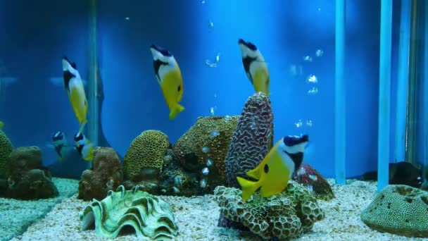 Beau Poisson Dans Aquarium Sur Décoration Des Plantes Aquatiques Fond — Video