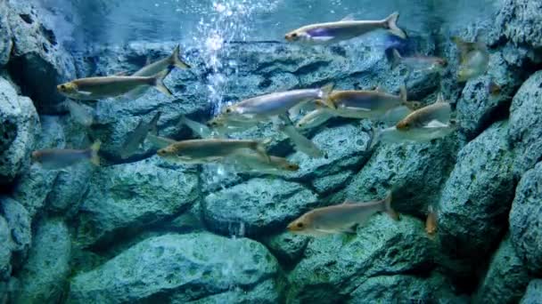 Hermosos Peces Acuario Decoración Fondo Plantas Acuáticas Pez Colorido Pecera — Vídeo de stock